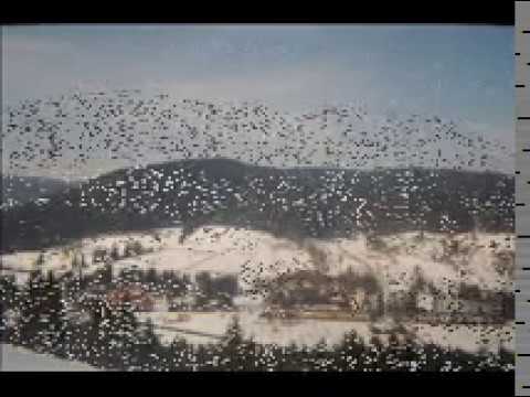 VIDEOCLIP BUCOVINA PUTNA.wmv
