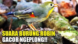 Download lagu KICAU PANCINGAN BURUNG ROBIN GACOR SUARA NGEPLONG FULL ISIAN DI KANDANG AVIARY SEDERHANA mp3
