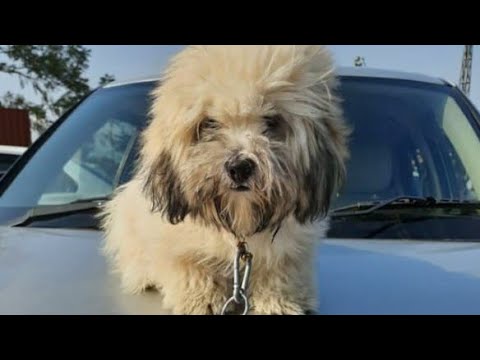 🚙 Scooby's First Car Ride🚙