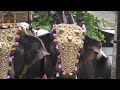 Panchavadyam Kazchaseeveli Kunnathurmedu Bala Murali Trust Janmashtami 2022