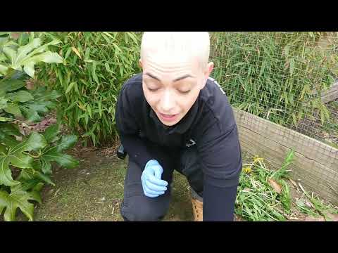 Kirkley Hall virtual tours: tortoises