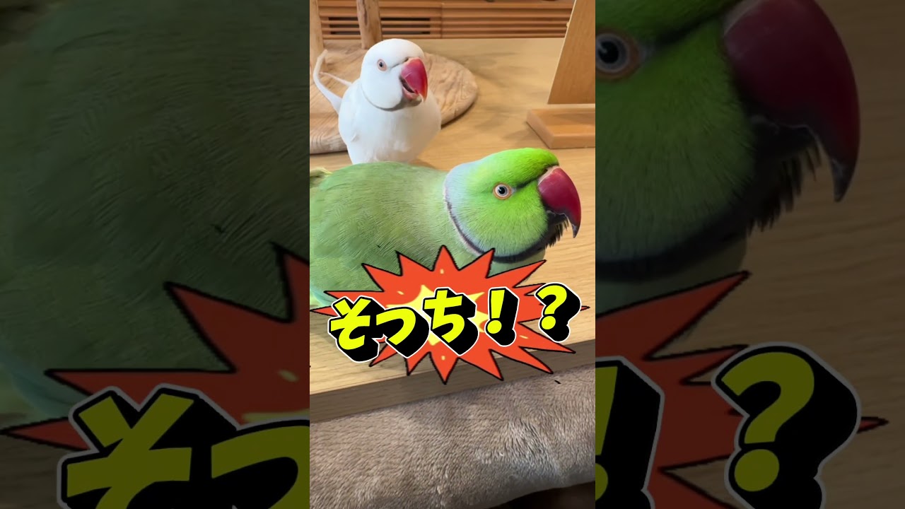 アタスに怒られないかドキドキしながら… #ワカケホンセイインコ #parrot