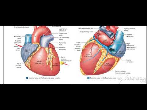 Heart surface anatomy