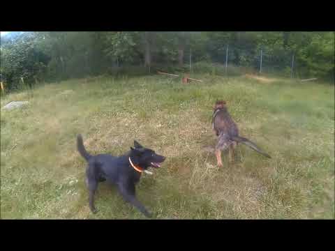 Kiedy interakcja między psami jest nieprawidłowa i należy ją przerwać