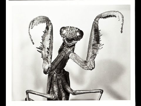 "The Preying Mantis" - The Len Price 3 (2013)