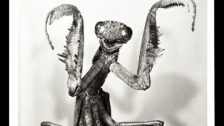 "The Preying Mantis" - The Len Price 3 (2013)