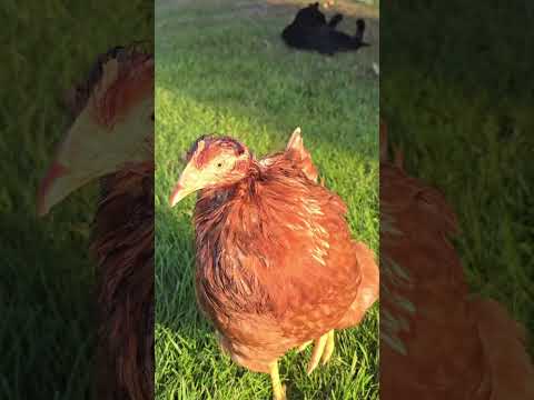 Helvi - endlich im Leben angekommen