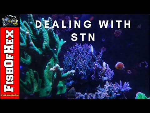 My Approach With Slow Tissue Necrosis In A Reef Tank