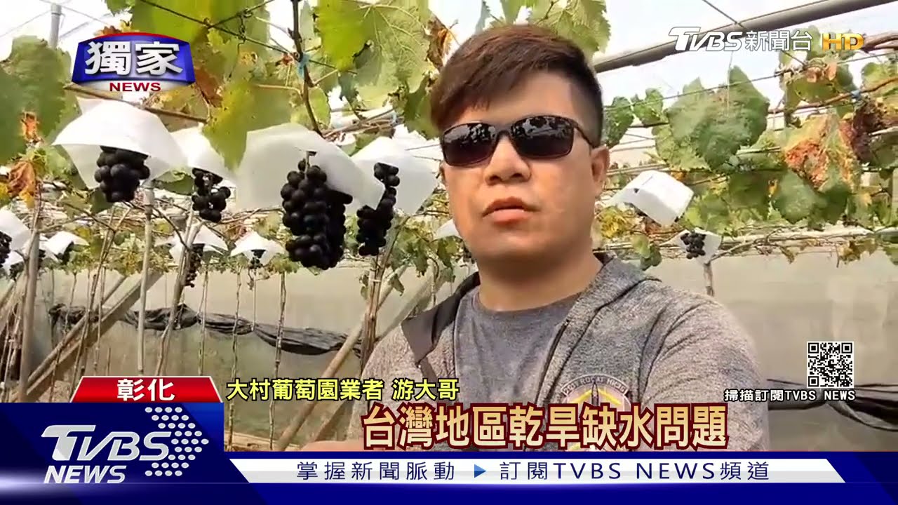 天旱水果慘！巨峰葡萄量減7成　今夏停售1次