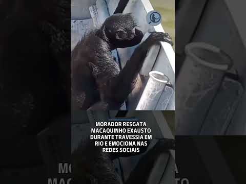 Morador resgata macaquinho exausto durante travessia em rio e emociona nas redes sociais