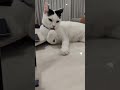 Cotton Cute Tuxedo Cat Cat Meow Tuxedocat Cute Kucing Kucingcomel Cutecat Meowcat 猫 猫咪