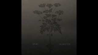 Spurv - Mellom Broen Og Elven