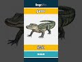 gator - 鳄鱼 video thumbnail