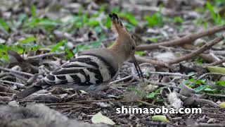 ヤツガシラ登場!! (動画あり)