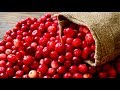 5 Amazing Health Benefits Of Cranberries 5 Amazing Health Benefits Of Cranberries