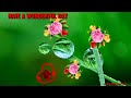 Good Morning Video