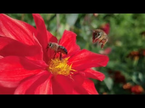 HUAWEI P40 PRO Slow Motion Features