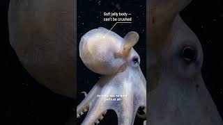 🐙 This Is the Deepest-Living Octopus on Earth — And It "Flies" With Ears Like Dumbo 🐘