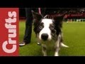 Funniest Moments of Crufts 2012