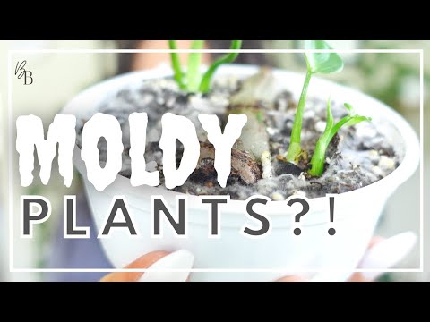 EFFECTIVELY KILL Moldy Top Soil | Treating Mold On Plant Soil | Houseplant Care Tips | Plant Care
