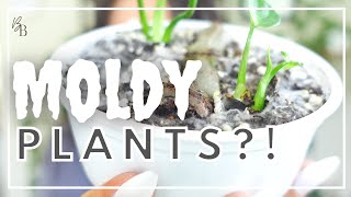 EFFECTIVELY KILL Moldy Top Soil | Treating Mold On Plant Soil | Houseplant Care Tips | Plant Care