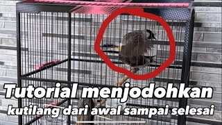 Download lagu Tutorial  menjodohkan burung kutilang dari Waal Sampai selesai #kicaumania mp3