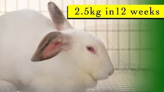 How Make Your Rabbit Grow Faster || Feed to Make Rabbit Grow Faster || Fast Growing Rabbit Breed