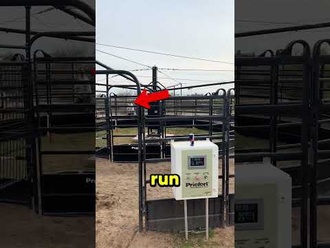 This Dog Got VERY Lucky!