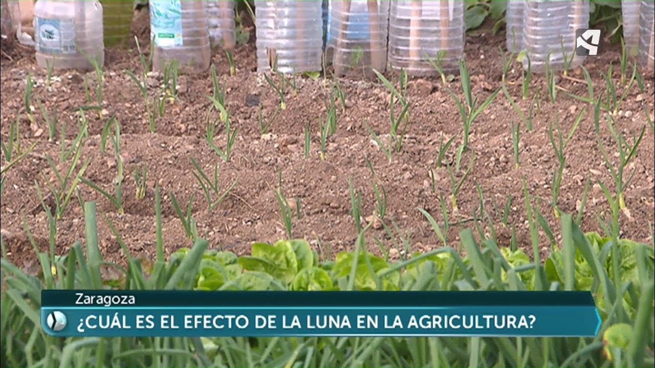 Watch ¿Cómo influye la Luna en la siembra de ajos Now ¿Cómo influye la Luna en la siembra de ajos