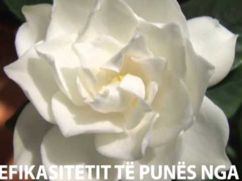 A1 Report, Rreze Dielli dt 24 tetor 2013 Lulet