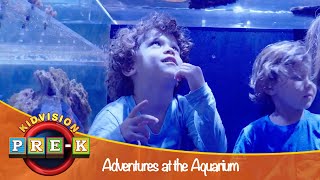 Adventures at the Aquarium | Virtual Field Trip | KidVision Pre- K