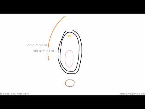 Introduction to Female Reproductive Anatomy Part 4   External Genitalia   3D Anatomy Tutorial