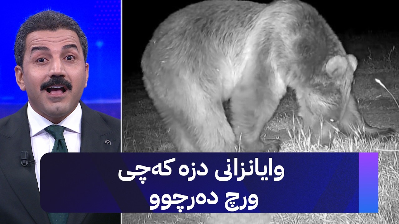 ڤیدیۆ | وایانزانی دزە کەچی ورچ دەرچوو