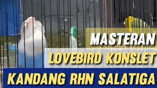 Download lagu Masteran Lovebird Konslet RHN Salatiga Jantan mp3 Download lagu Masteran Lovebird Konslet RHN Salatiga Jantan mp3