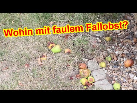 Wohin mit faulen Äpfeln & Fallobst? Wo Faulobst ensorgen?