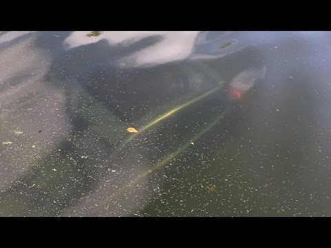 Omstanders redden automobilist