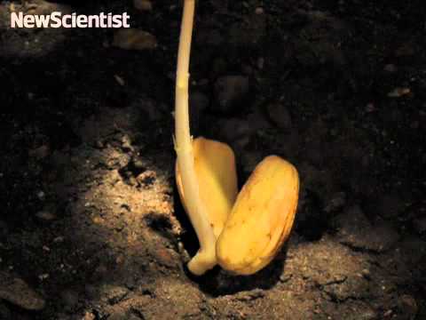 Acorn to oak tree time-lapse