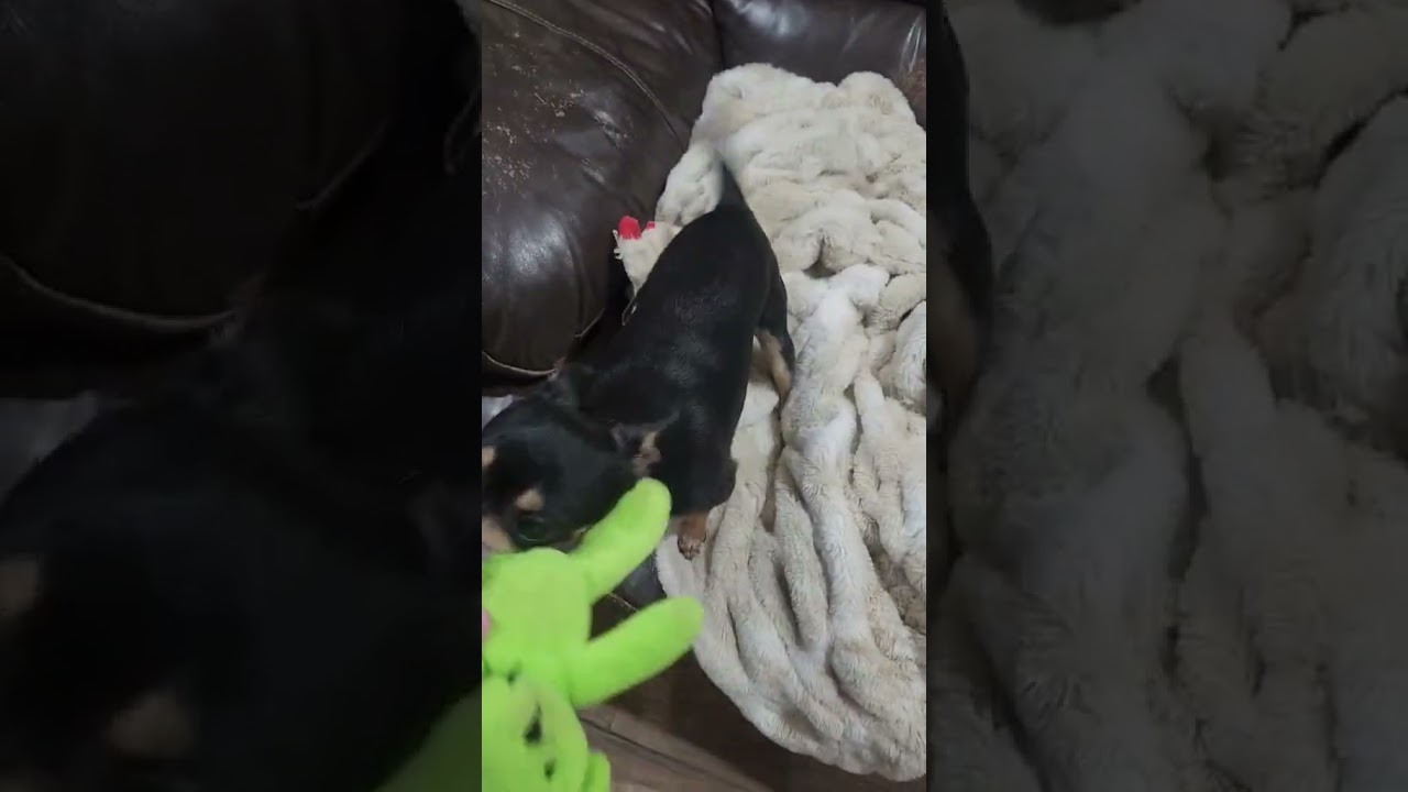 Santiago, a ADOPTABLE Chihuahua in New Milford, CT video 1/6