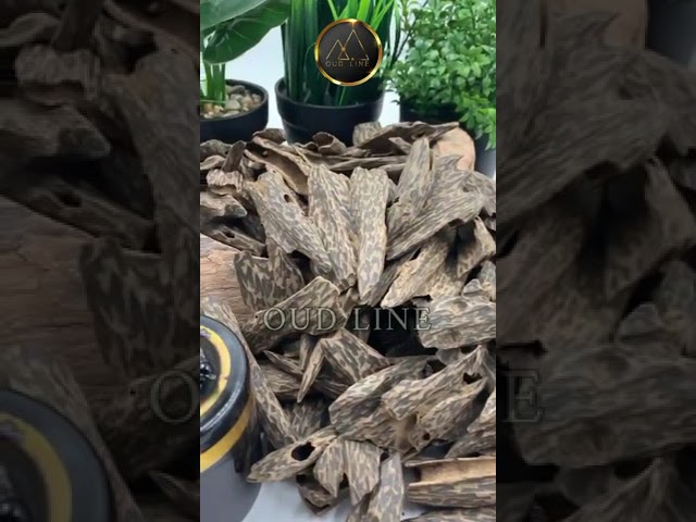 عود كمبودي مستزرع