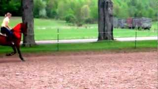 Bravehearts Sensation by Hollybrook Braveheart