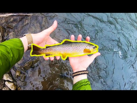 Spring Creek (Bellefonte) Wild Brown Trout + New Spinners
