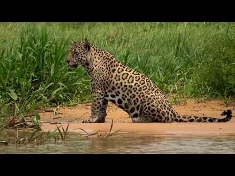 ジャガーの釣りとカワウソの狩猟