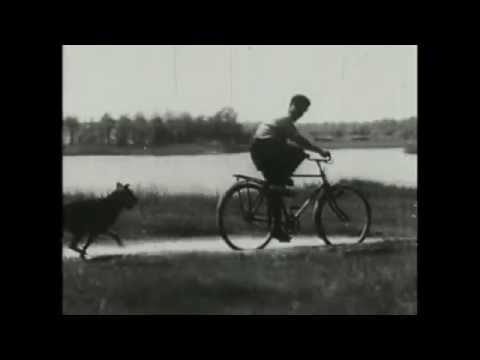 Pinóquio - Esporão de Bagre