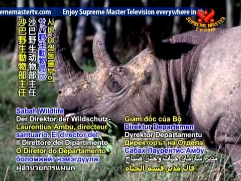 New hope for nearly extinct rhinos in Malaysia