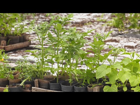 В Гомеле владельцы огородов переживают за будущий урожай видео