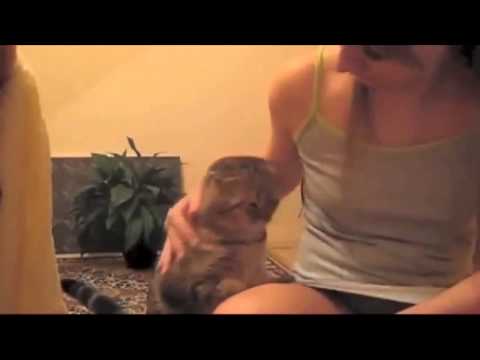 10 top Gatos graciosos compilacion   Funny cats compilation 2013 cap 5
