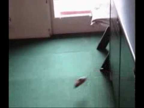 Jerboa Jumping and Running Very Fast - Crazy Animal - Super Fast Jerboa - Pokemon