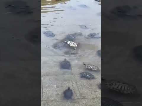 that might be a ninja turtle 🐢 (song: YUKAI - soul tie)