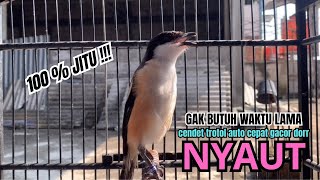 Download lagu cendet gacor BONGKAR MATERI JERNIH JITU buat PANCINGAN CENDET AGAR BUNYI bikin BURUNG PENTET GACOR mp3