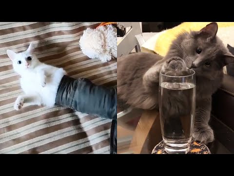 Funny Cat Fails Videos 2020 🙀 Cats Doing Stupid Things 😂